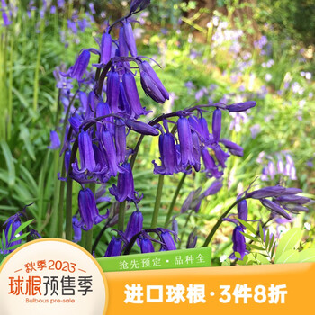 虹越品牌的种球销量和价格走势报告