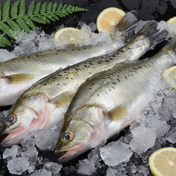 新鲜海捕鲈鱼海鲜水产鲜活速冻鲈鱼深海鱼4-5斤 海鲈鱼