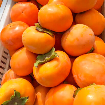10斤脆柿子新鲜水果山西广西七月黄柿火晶柿子巧克力脆甜硬皮9斤5 3斤