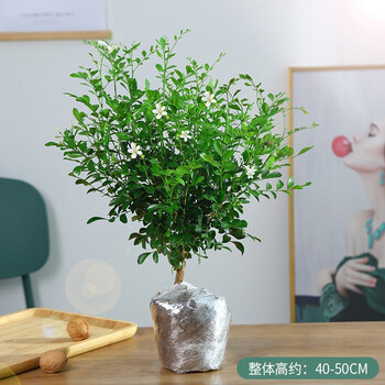 九里香中大型盆栽开花芳香花卉植物室内观花观果植物七里香千里香6年九里香带花苞不含盆 图片价格品牌报价 京东