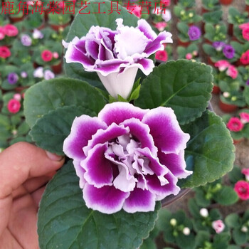 劲胜 Jin Sheng 大岩桐重瓣盆栽富贵芙蓉花苗窗台阳台花卉观花植物四季开花f5 Frh紫白 含盆 图片价格品牌报价 京东