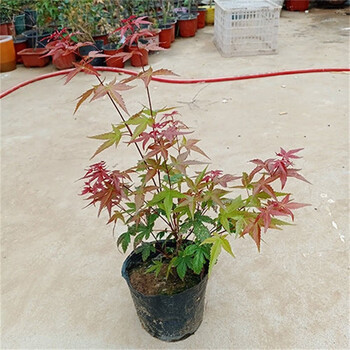 庭院中国红色红舞姬三季红红枫矮化地栽盆栽枫树老桩嫁接绿植枫叶h 红