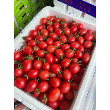 京鲜速配广东电白冰糖千禧新鲜圣女果冰糖小番茄整箱3斤泡沫箱装新鲜