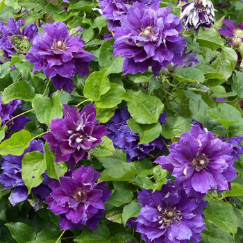 【虹越】进口铁线莲6l精品大苗 带铁架带盆花苗 花园阳台花柱装饰爬藤