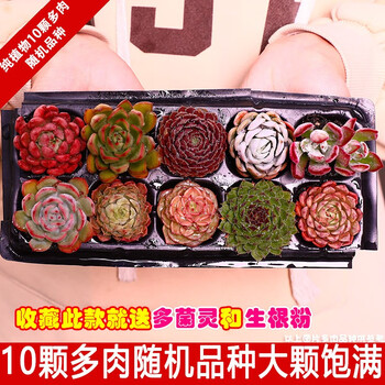 绿植花卉多肉植物肉肉植物组合花卉好养盆栽室内套餐玉露绿植稀有品种大颗 10颗多肉不重复 不含盆
