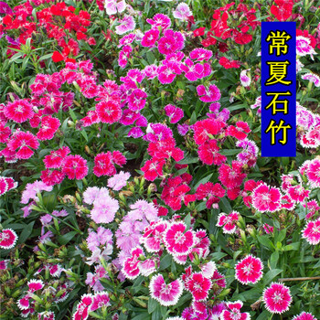 霆环多年生耐寒花卉种子常夏石竹花种子四季种易活矮生地被石竹花籽旱羽裂石竹园林绿化植物盆栽花草种籽常夏石竹