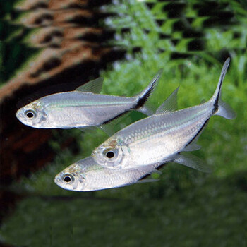 顺风扯旗( 顺风扯旗打一数字 )