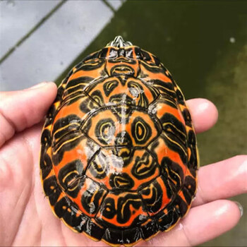 小乌龟蛋可孵化套装受精火焰草龟蛋蛋巴西龟蛋食用 火焰龟蛋 2枚