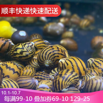 鱼官儿观赏螺蟹活体价格及销量趋势分析