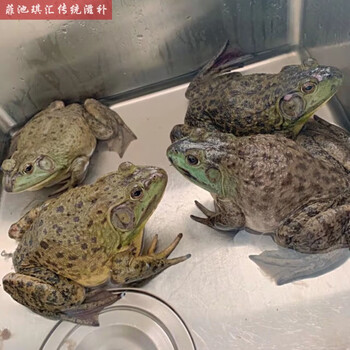 有仁堂自家养殖牛蛙鲜活活体发货网红牛蛙田鸡鲜活现捞现发蛙农每只