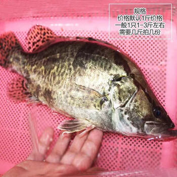 淡水湖桂鱼 正宗鳜鱼鳌花鱼桂花鱼季花鱼新鲜 腾旺纳跃 1斤/条 两条装