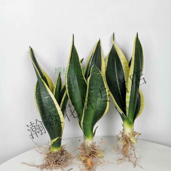 【划算】三颗稀有霸王兰20-30cm 裸根不带土