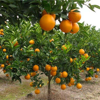 嫁接江西赣南脐橙子树苗地栽果树苗橙子苗红肉脐橙黄肉脐橙血橙南方