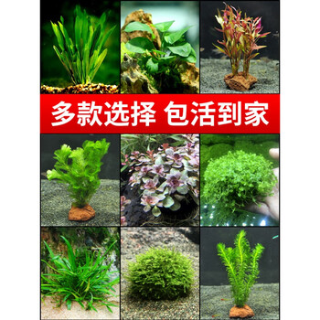水草鱼缸装饰造景水生植物淡水活体套餐莫斯懒人前中后景阴性水草大叶榕1盆 7杯水草 共8杯 图片价格品牌报价 京东 水草鱼缸装饰造景水生植物淡水活体套餐莫斯懒人前中后景阴性水草大叶榕1盆 7杯水草 共8杯 图片价格品牌报价 京东