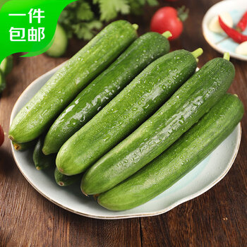 京鲜生 山东水果嫩黄瓜 净重4.5斤 单根68g+ 小青瓜生吃水果瓜 源头直发