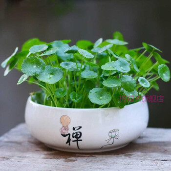 铜钱草盆栽套装水培铜钱草植物盆栽室内巴西木水养绿植花卉盆景吸甲醛净化空气铜钱草根茎 禅 图片价格品牌报价 京东