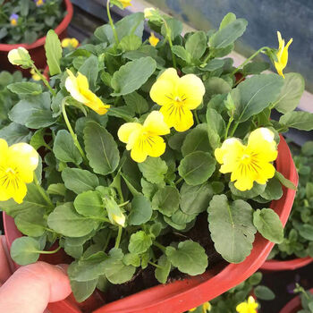 上新堇盆栽苗角堇耐寒冷猫儿脸阳台盆栽花卉植物蝴蝶花卉花苗角瑾新品