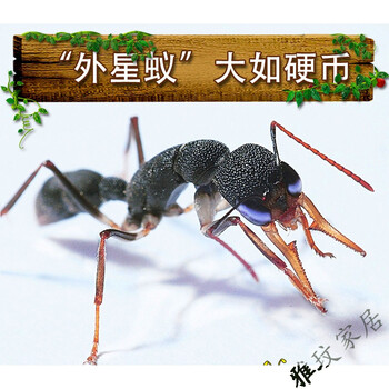 漯岚新品猎镰猛蚁harpegnathosvenator活体蚂蚁工坊蚂蚁宠物生日礼物科普教学后0工 图片价格品牌报价 京东 漯岚新品猎镰猛蚁harpegnathosvenator活体蚂蚁工坊蚂蚁宠物生日礼物科普教学后0工 图片价格品牌报价 京东