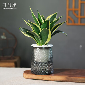 开时果 绿植盆栽办公室桌面摆件（栽好发货）水培绿植花卉盆景水生植物 荷花兰