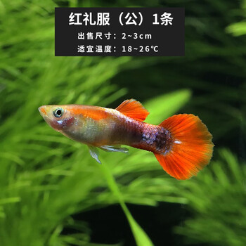 青青自然蝶衣蕾丝巴西全红黄礼服淡水观赏鱼金红孔雀鱼活体宠物鱼蓝双剑花鳉鱼凤尾鱼霓虹精灵吃油膜孔雀鱼特惠组合7 图片价格品牌报价 京东 青青自然蝶衣蕾丝巴西全红黄礼服淡水观赏鱼金红孔雀鱼活体宠物鱼蓝双剑花鳉鱼凤尾鱼霓虹精灵吃油膜孔雀鱼特惠组合7 图片价格品牌报价 京东