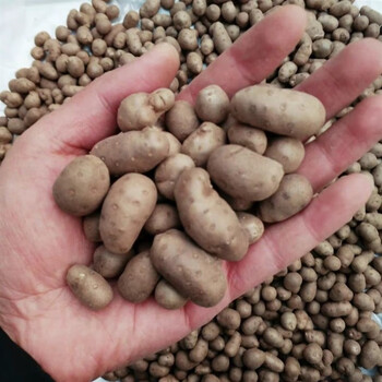 新鲜大号颗粒铁棍山药豆农家山药蛋糖葫芦山药豆 特大(直径1.