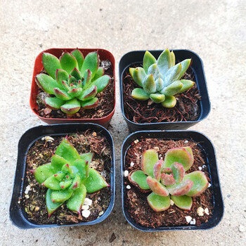 乌木多肉植物黑檀汁冬云系多肉象牙黄皮乌木罗宾弗兰克罗密欧萌肉肉组合盆栽圣诞东云 杜里万 口红 黑玫瑰组合 图片价格品牌报价 京东 乌木多肉植物黑檀汁冬云系多肉象牙黄皮乌木罗宾弗兰克罗密欧萌肉肉组合盆栽圣诞东云 杜里万 口红 黑玫瑰组合 图片价格品牌报价 京东