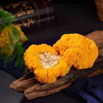 云南金耳新鲜非干货金耳菌鲜金耳菌菇黄耳菌黄金耳大500g煲汤 金黄