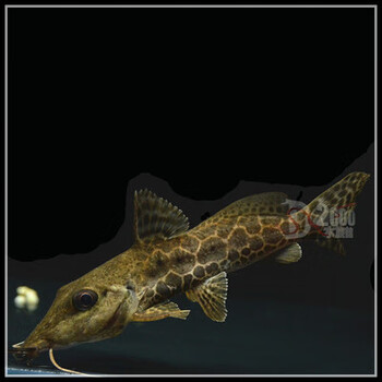 观赏热带鱼活体水财神(water richer) 牛头鸭嘴30-35cm【图片 价格