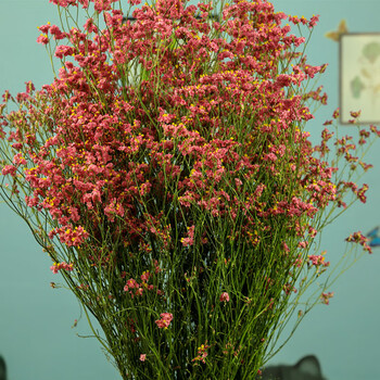水晶草鲜花花束云南鲜花特产一束花自然风干基地直发真花 水晶草红色2