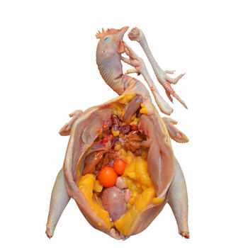 3年黑脚黄油老母鸡两只更划算老母鸡散养土鸡月子鸡柴鸡 煲汤 老母鸡