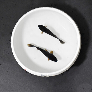 贝冠奇金鱼活体 观赏鱼 草金冷水鱼 锦鲤活鱼 小型小金鱼宠物活体鱼 黑金2条（9-11cm）