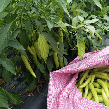 广西新鲜白椒一般辣 农家尖椒 自然熟辣椒中辣白皮青菜 时令蔬菜2500g