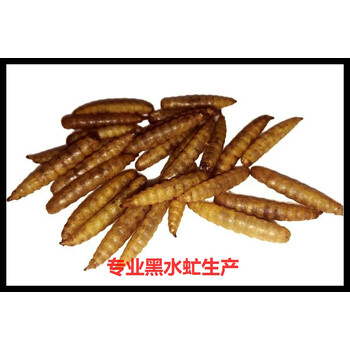 缘凌黑水虻活体幼虫鱼饵翘嘴钓鱼用活虫子面包虫活饵料红虫高蛋白饲料