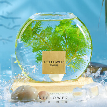 花点时间水草海草绿菊红松尾鱼缸造景水培植物绿植盆栽办公室内桌面趣味绿植绿菊含花瓶 带木制底座 图片价格品牌报价 京东
