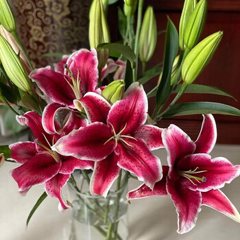 云醉花 百合卡瓦纳/黑美人   10枝/扎红色百合可选头数 3头