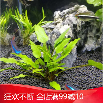 水草造景前景草大全爬地珍珠小红椒迷你皇冠牛毛草椒草活体水草小椒草一杯 图片价格品牌报价 京东 水草造景前景草大全爬地珍珠小红椒迷你皇冠牛毛草椒草活体水草小椒草一杯 图片价格品牌报价 京东