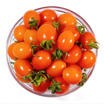 现摘新鲜金玲珑珍珠黄金小番茄圣女果樱桃小西红柿孕妇水果15斤5斤