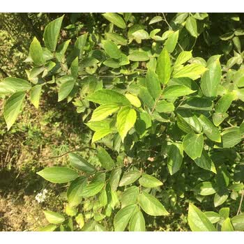 茗羽珺玥盆景朴树树苗朴树小叶朴树苗朴树苗木朴榆树苗庭院风景树朴木