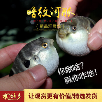八字娃娃河豚鱼汽水域观赏鱼鸡泡潜水艇狗头肉食鱼萌宠抖音网红鱼暗纹河豚1条 4 6cm 图片价格品牌报价 京东