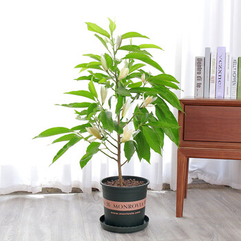 莺莺燕燕白兰花盆栽白玉兰花树苗浓香型室内白玉兰小盆栽四季庭院花卉