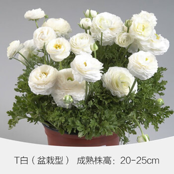 洋牡丹花球根花毛茛种球盆栽易种耐寒四季室内花卉观花植物盆栽白色3根 一包多菌灵 图片价格品牌报价 京东