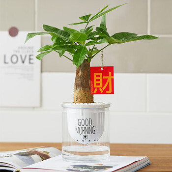 篱趣绿植花卉发财树室内桌面吸水盆小盆栽懒人好养绿萝吸甲醛植物 【发财树】早安吸水盆(无挂饰)