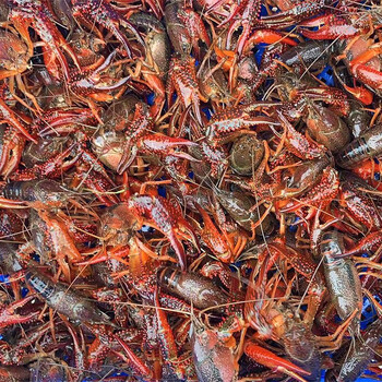 皓谦江苏小龙虾鲜活清水虾红头虾金湖鲜活龙虾盱眙红壳龙虾批发 4斤