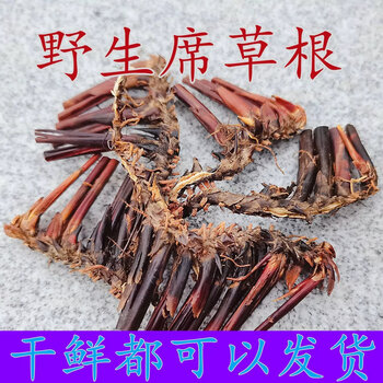 流鼻血席草根席草头li尿湿热新鲜野生草药蔺草根现采纯根止凉血鼻
