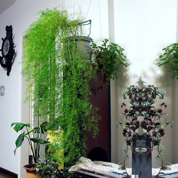 天门冬花盆栽武竹丝耐寒植物绿植阳台室内室外垂吊兰四季常青花卉t7 口径14厘米花盆一盆的量不含盆 图片价格品牌报价 京东 天门冬花盆栽武竹丝耐寒植物绿植阳台室内室外垂吊兰四季常青花卉t7 口径14厘米花盆一盆的量不含盆 图片价格品牌报价 京东