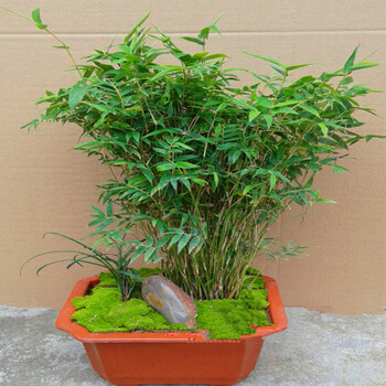 新品米竹盆栽小型植物室内客厅四季常青凤尾竹子盆景绿植花卉35头左右