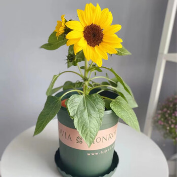 向日葵种孑切花矮生迷你种籽子室内阳台观赏盆栽种子 【矮生小夏单头