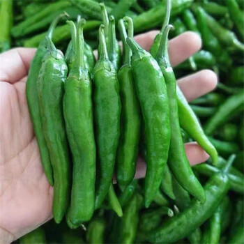 湖南辣椒新鲜正宗岳阳青椒农家嫩小尖椒精选辣椒2斤