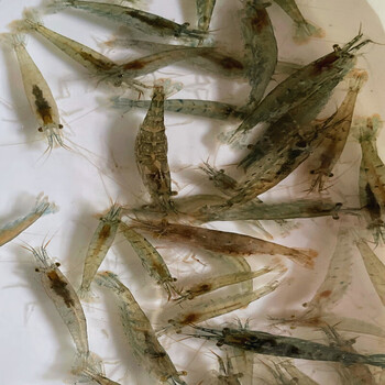 顺丰速运黑壳除藻鱼缸草缸清洁鲜活观赏小米活虾活物河虾苗活体饲料