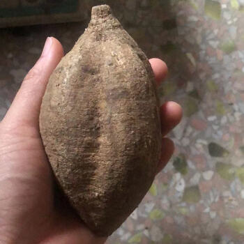 农家纯野生牛大力广西小叶牛泡酒煲汤泡酒牛大力根新鲜现挖中药材 1斤